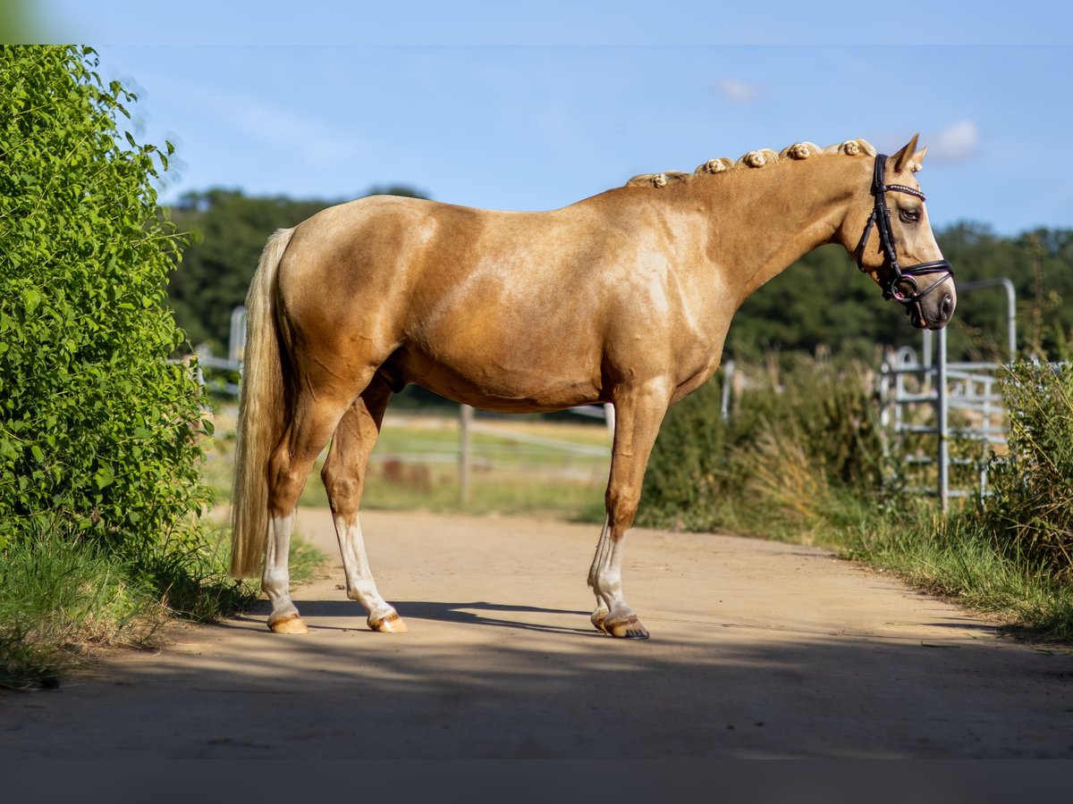 Poney de selle allemand Hongre 4 Ans 145 cm Palomino in Perl