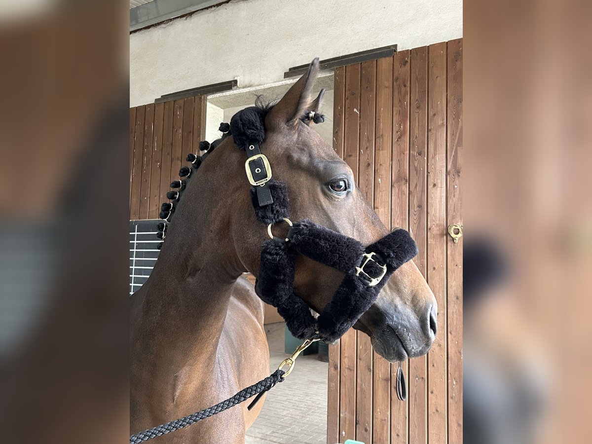 Poney de selle allemand Hongre 4 Ans 146 cm Bai brun in Parthenstein