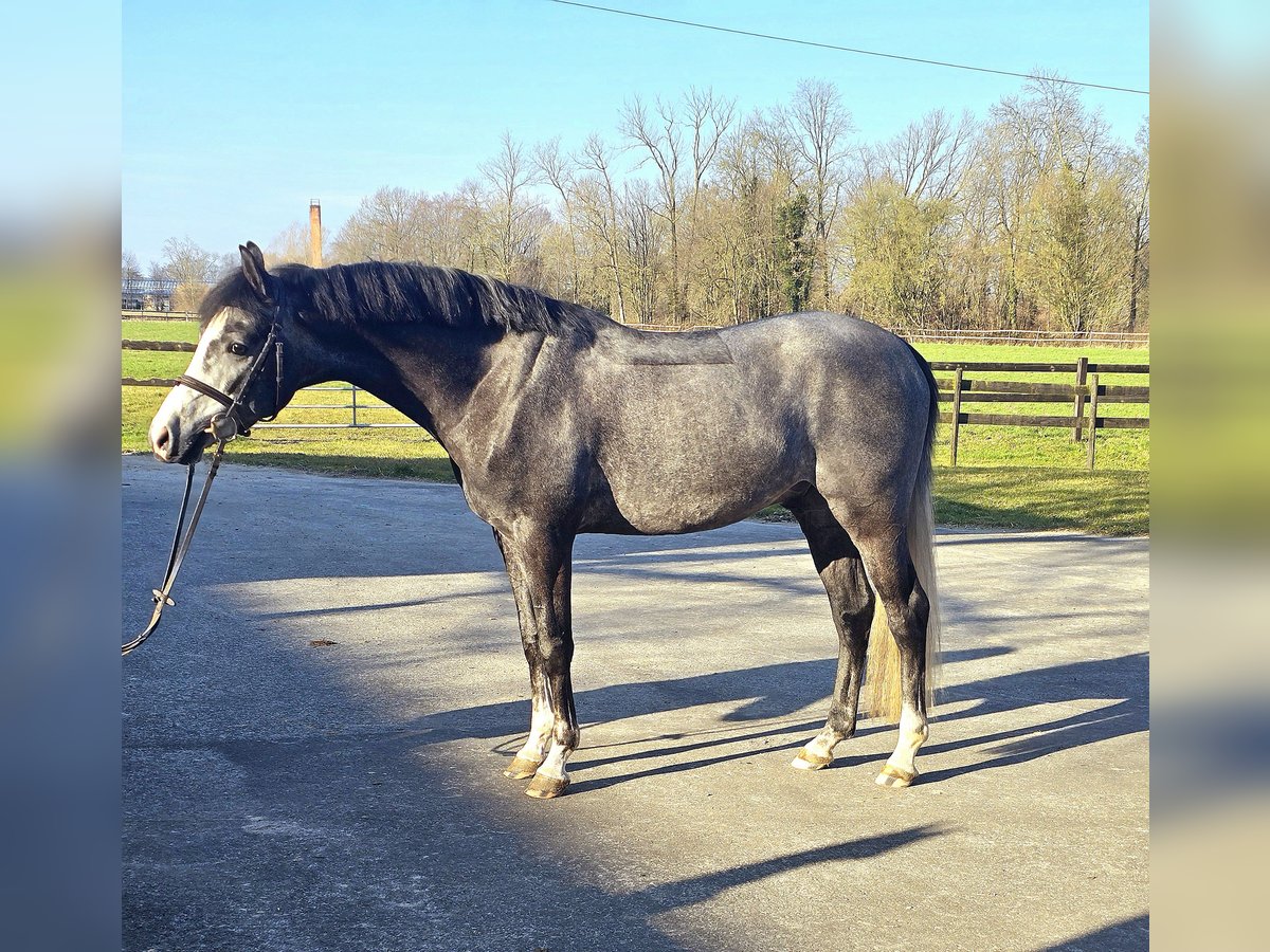 Poney de selle allemand Hongre 4 Ans 146 cm Peut devenir gris in Altenberge