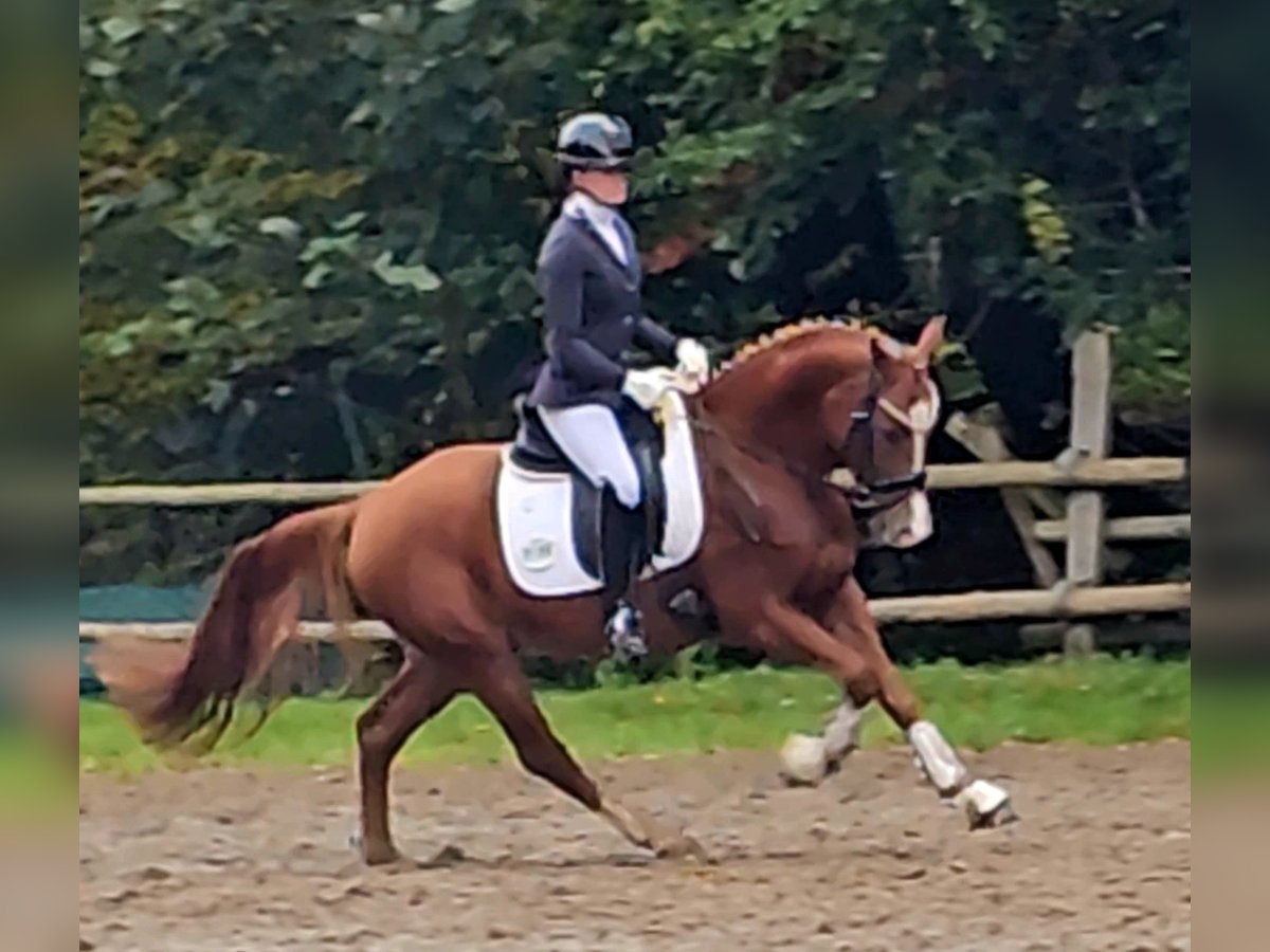 Poney de selle allemand Hongre 4 Ans 147 cm Alezan in Ruppichteroth
