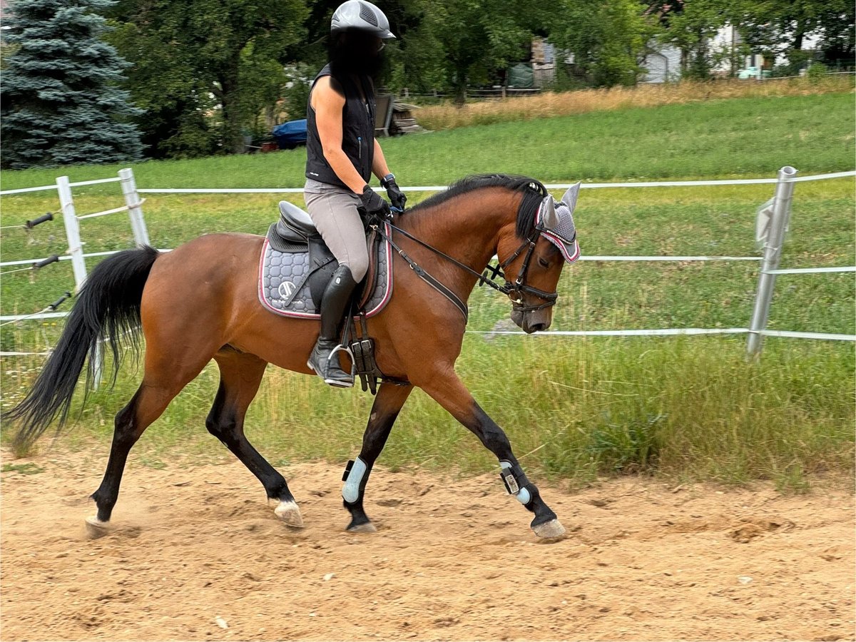 Poney de selle allemand Hongre 4 Ans 147 cm Bai in StrullendorfStrullendorf