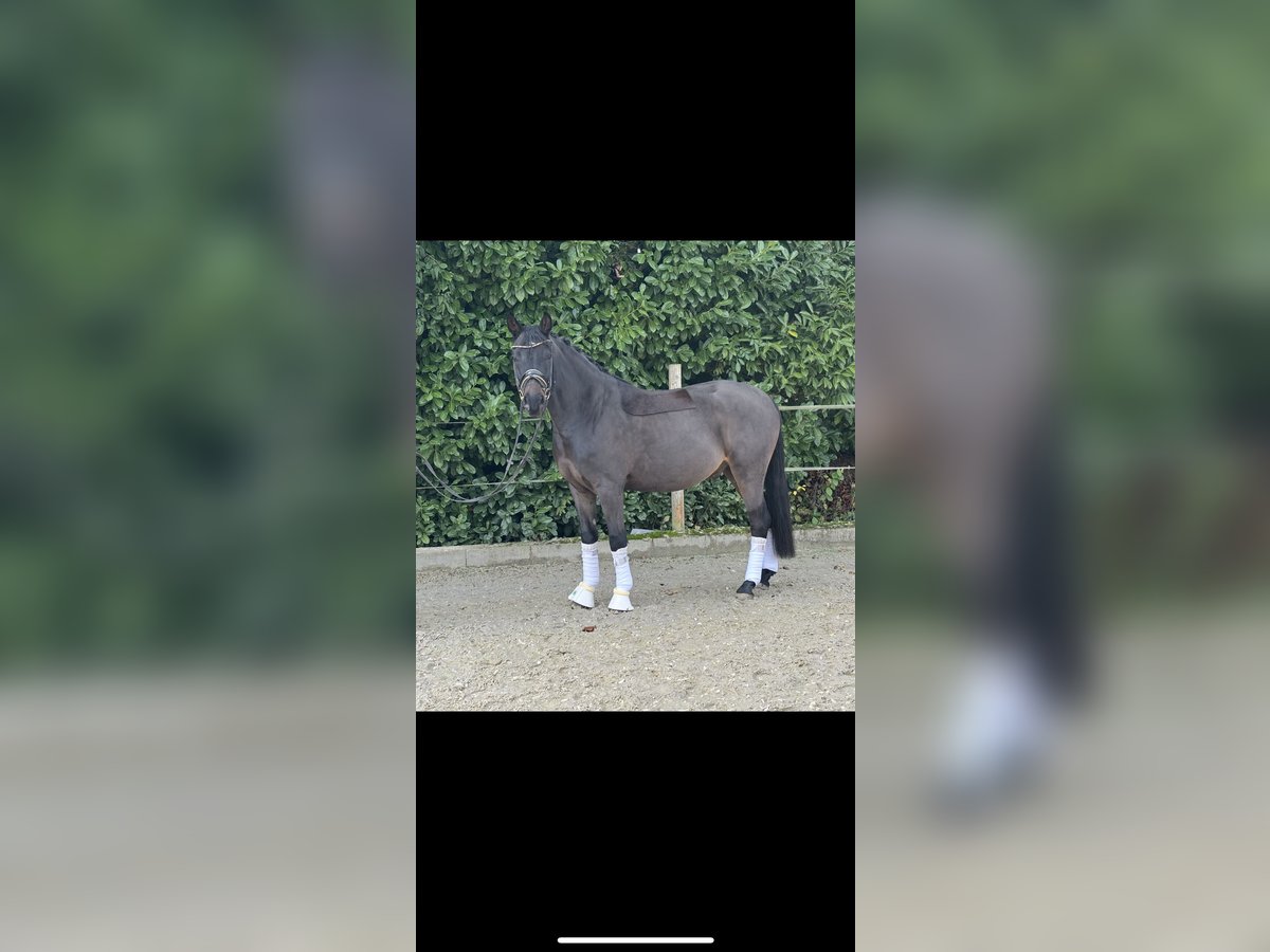 Poney de selle allemand Hongre 4 Ans 148 cm Bai brun in Geisenheim