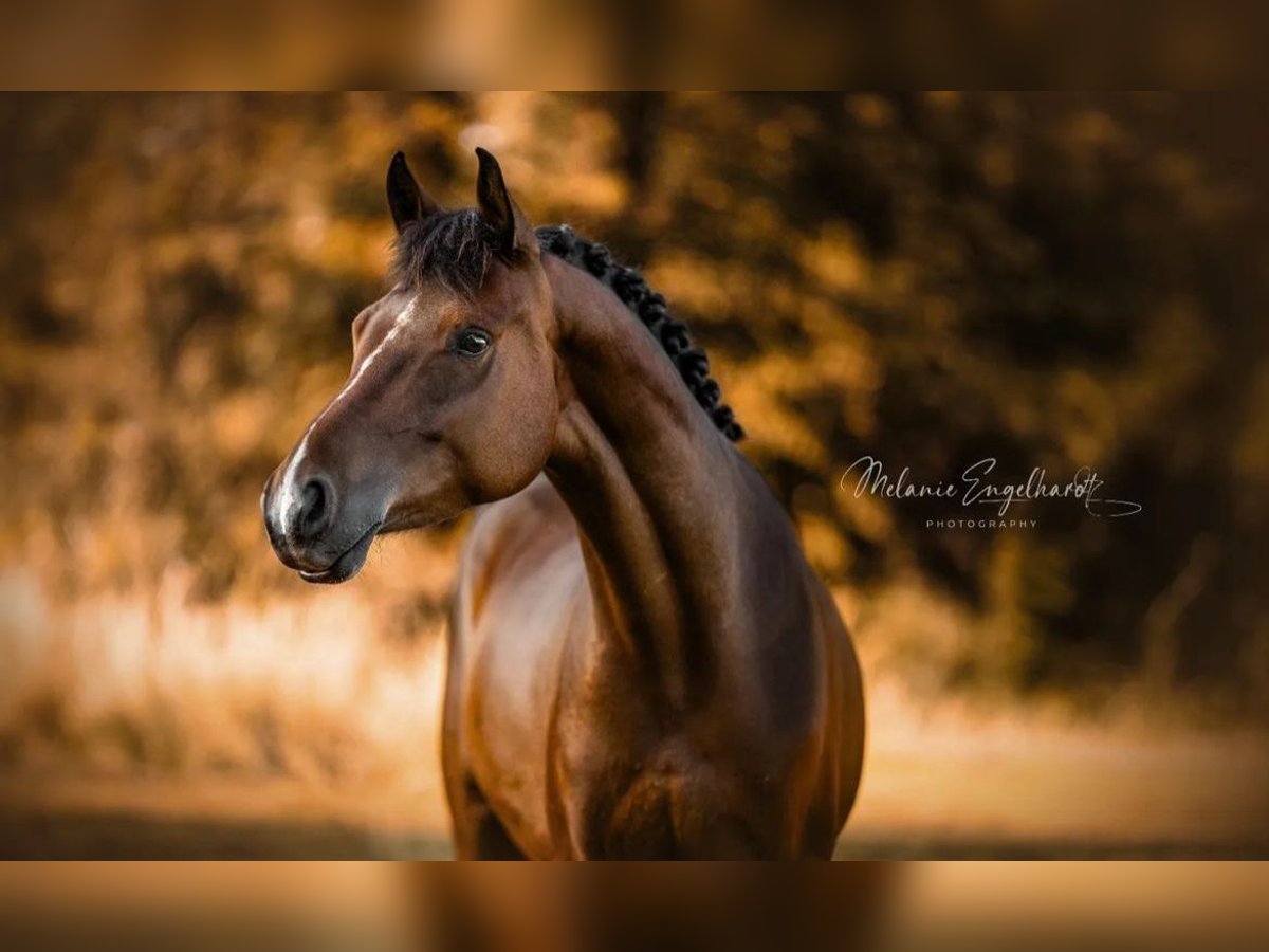 Poney de selle allemand Hongre 4 Ans 148 cm Bai brun in Wettringen