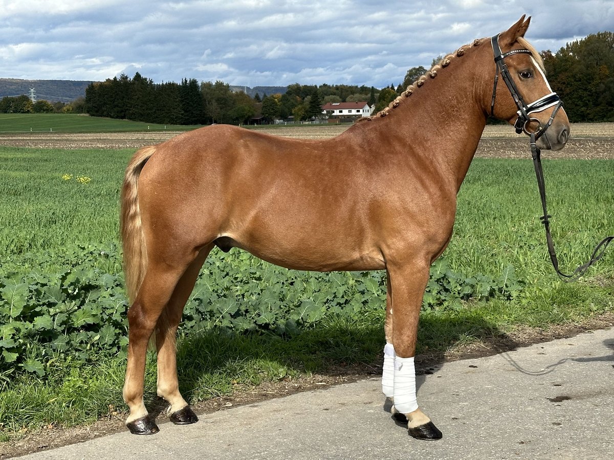 Poney de selle allemand Croisé Hongre 4 Ans 152 cm Alezan in Riedlingen