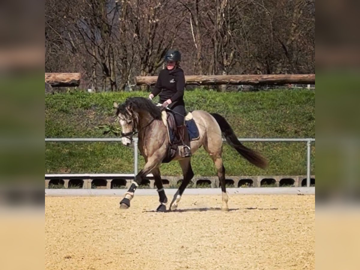 Poney de selle allemand Hongre 4 Ans 152 cm Buckskin in Wangen im Allg&#xE4;u