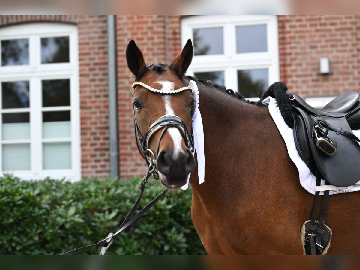 Poney de selle allemand Hongre 4 Ans 155 cm Bai in Mohrkirch