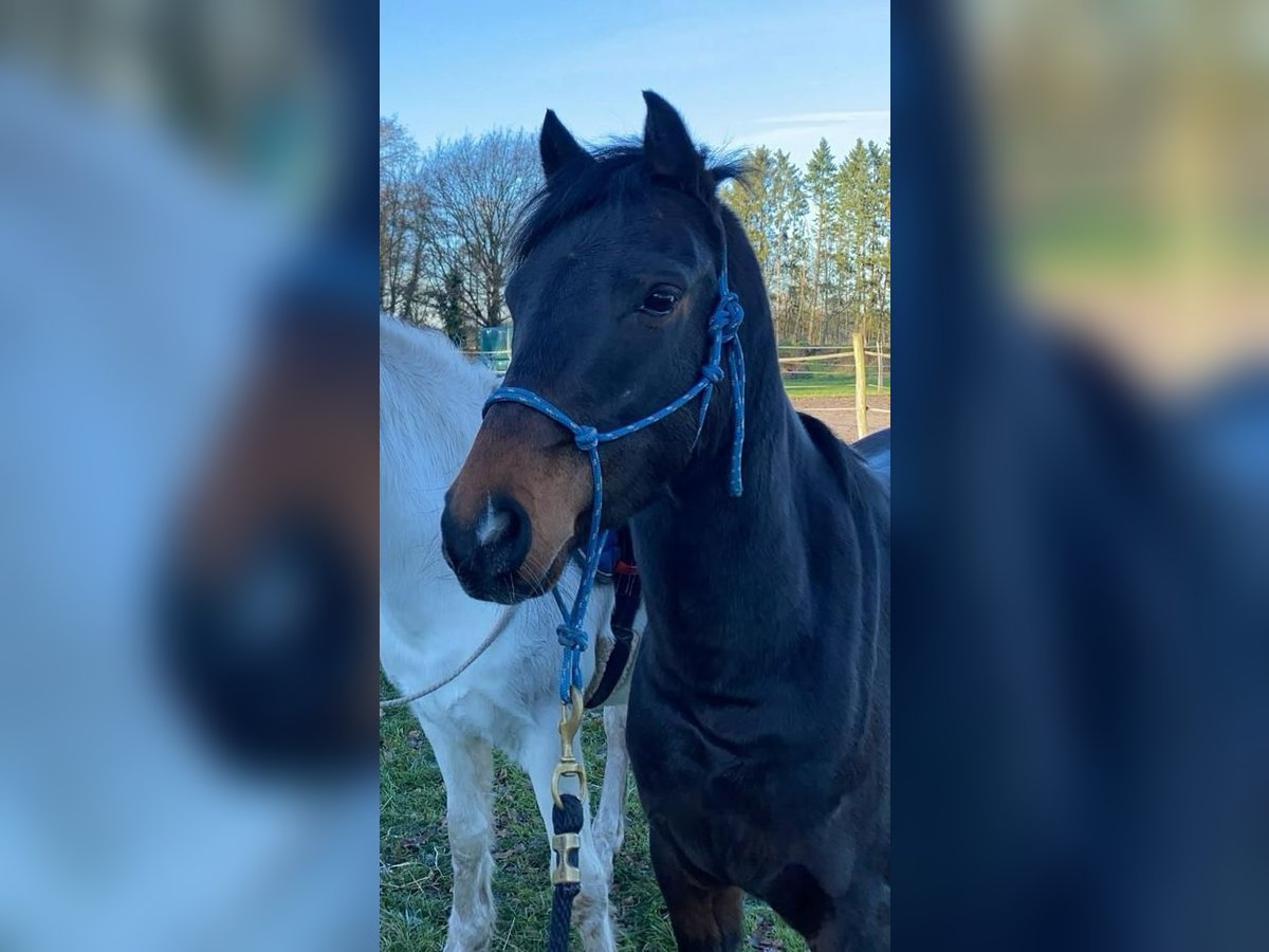 Poney de selle allemand Hongre 5 Ans 138 cm Bai brun in Visselhövede