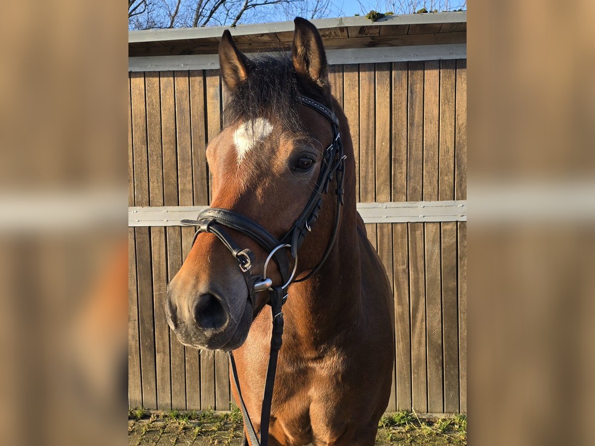 Poney de selle allemand Hongre 5 Ans 145 cm Bai in Mülheim an der Ruhr