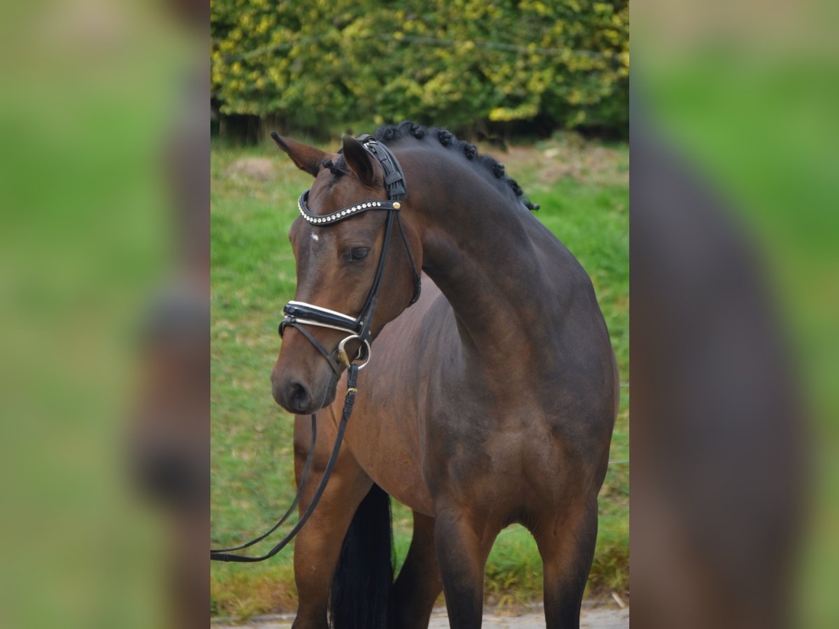 Poney de selle allemand Hongre 5 Ans 146 cm Bai brun in Fürstenau