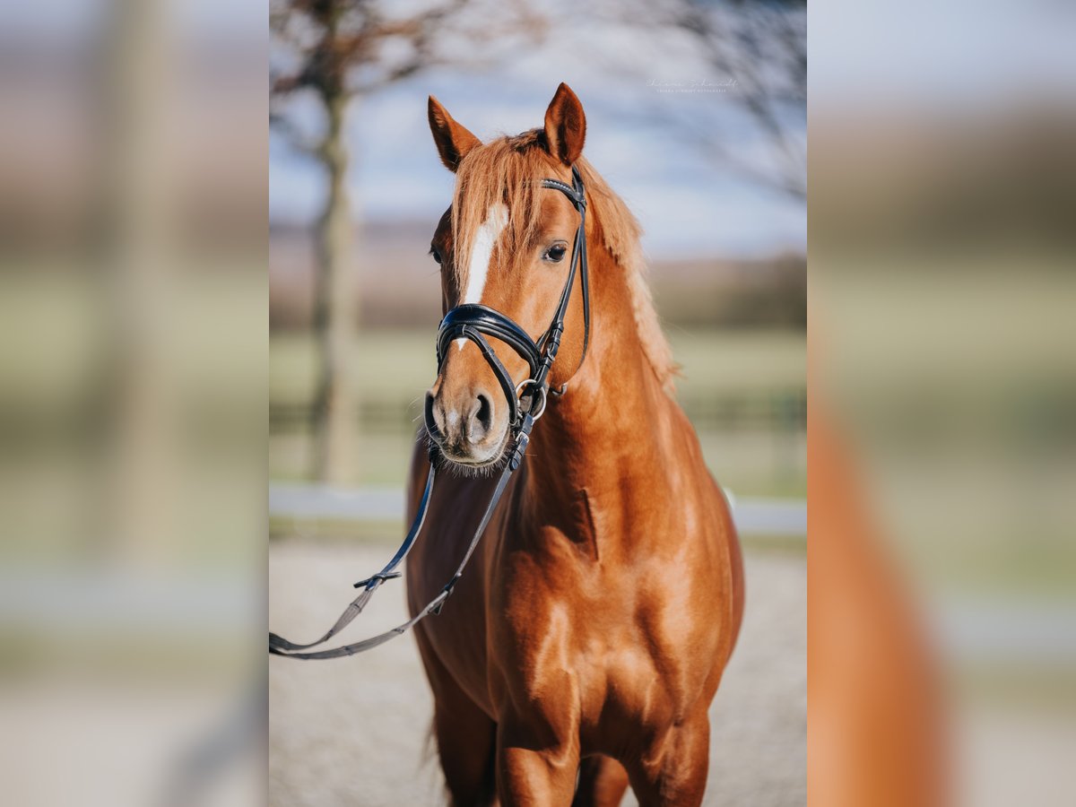 Poney de selle allemand Hongre 5 Ans 147 cm Alezan in Kerpen