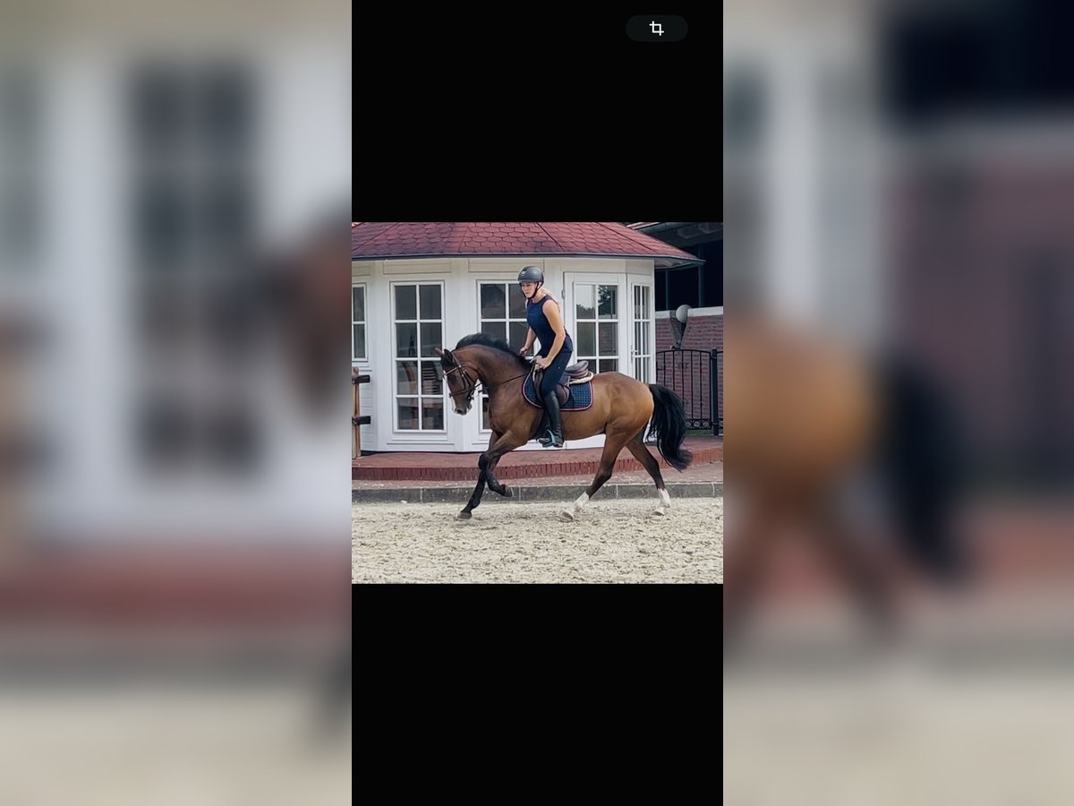 Poney de selle allemand Hongre 5 Ans 147 cm Bai in Cloppenburg