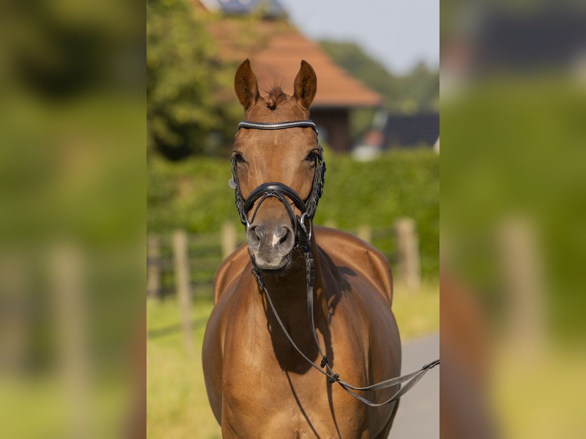 Poney de selle allemand Hongre 5 Ans 148 cm Alezan in Bad Bentheim