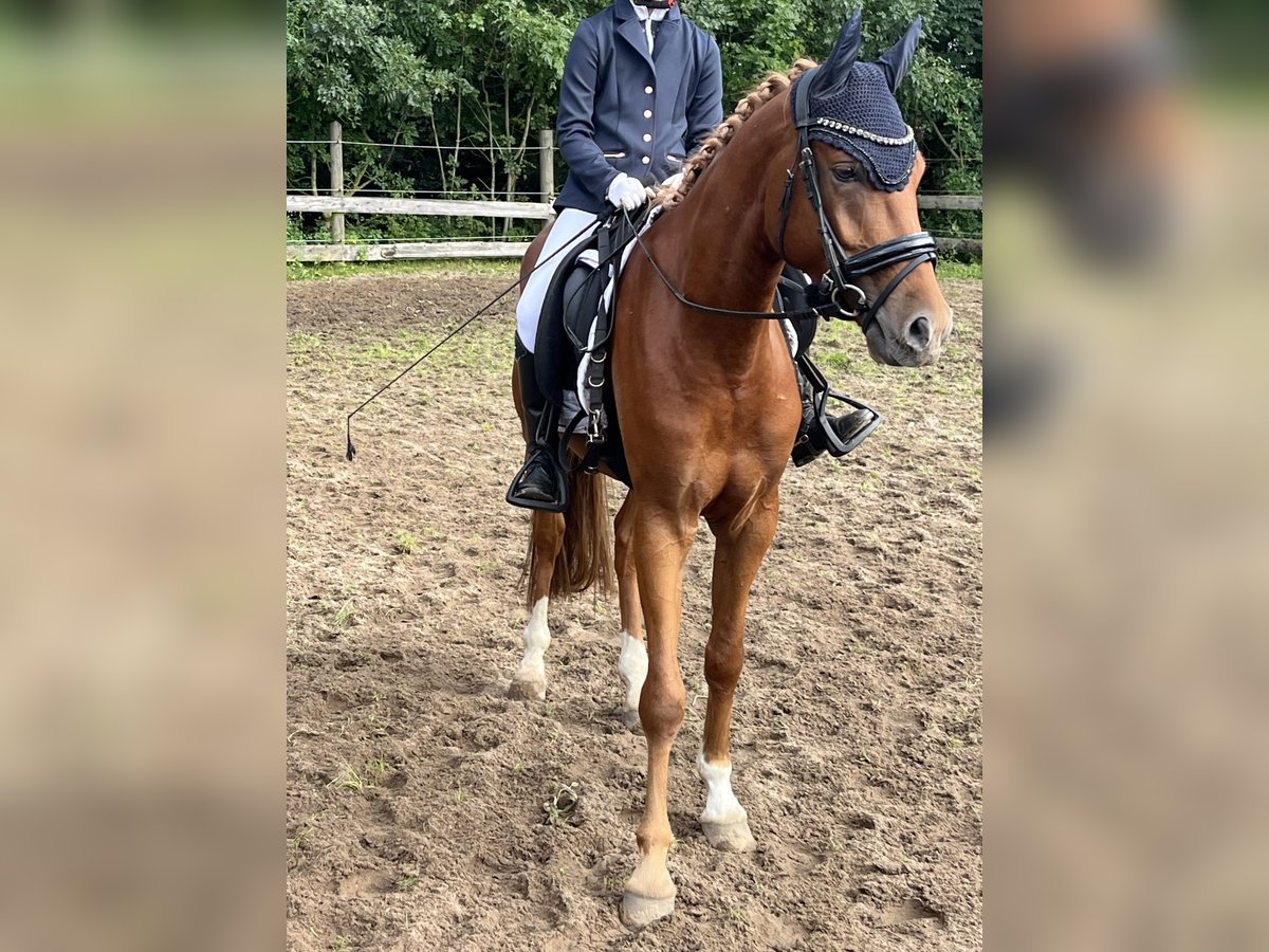 Poney de selle allemand Hongre 5 Ans 148 cm Alezan in Bohmstedt