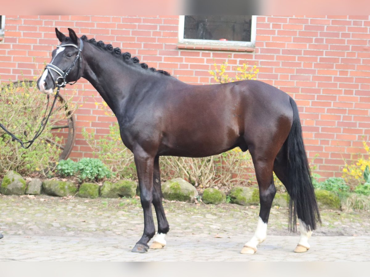 Poney de selle allemand Hongre 5 Ans 148 cm Noir in Deinstedt