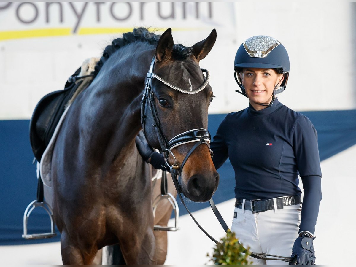 Poney de selle allemand Hongre 5 Ans 150 cm Bai brun in Marsberg