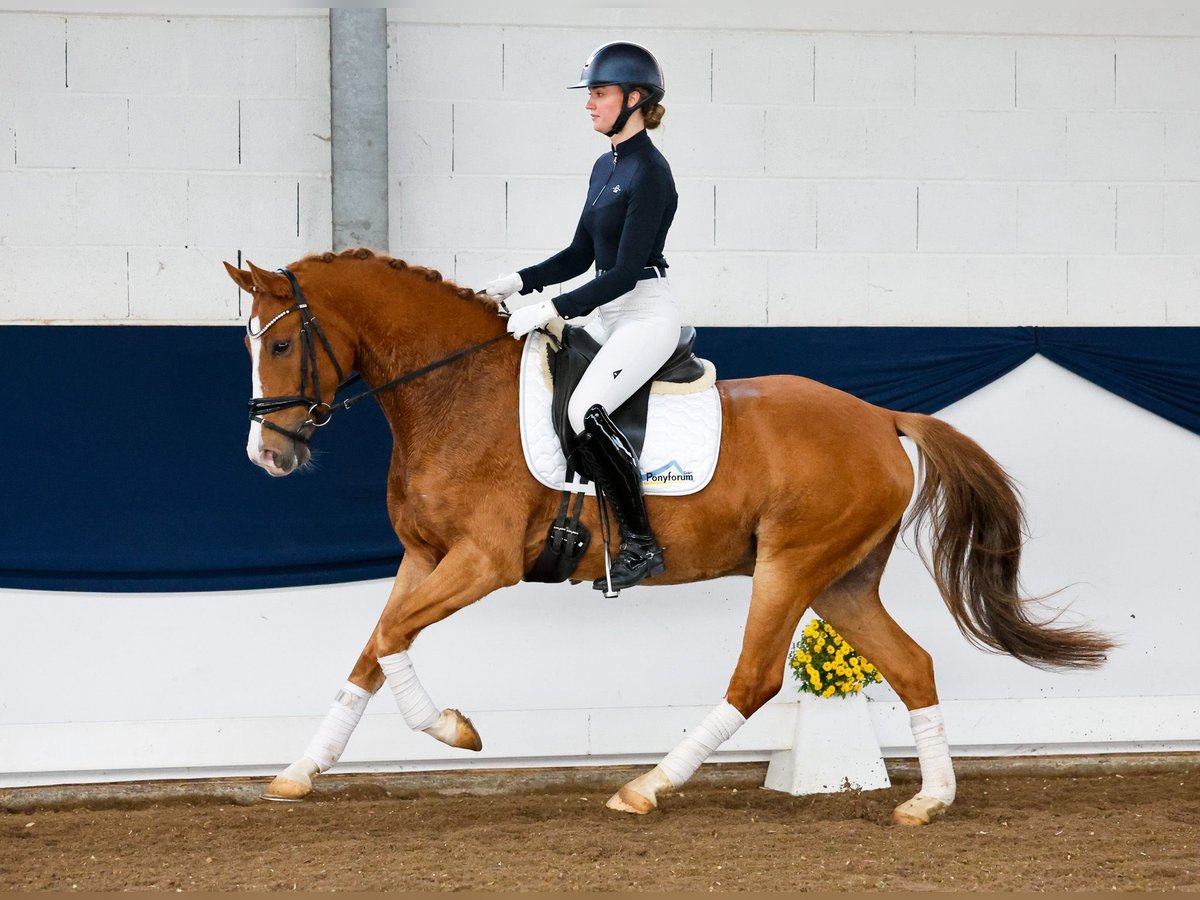 Poney de selle allemand Hongre 5 Ans 151 cm Alezan in Marsberg