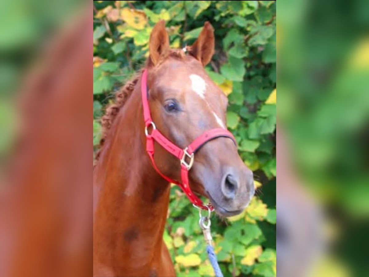 Poney de selle allemand Hongre 5 Ans in Ritterhude