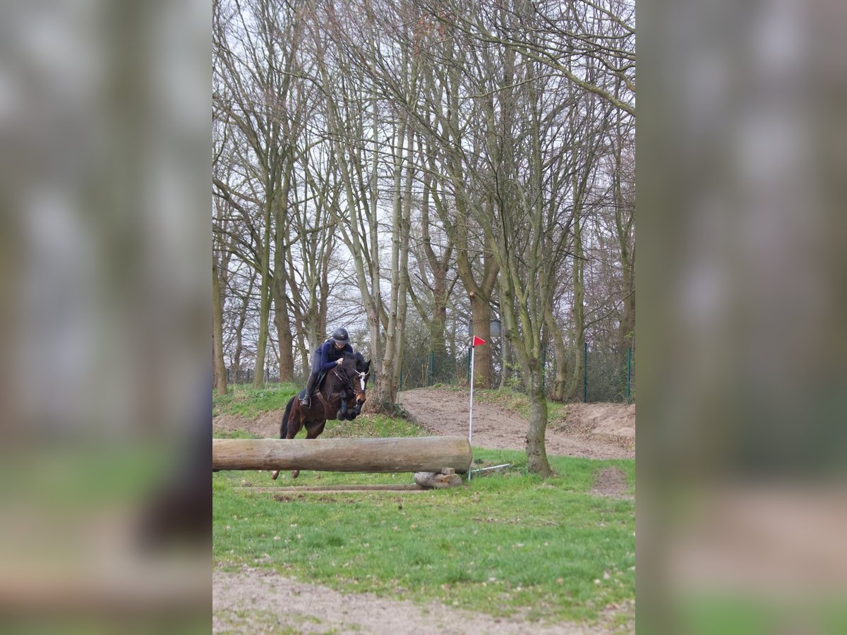 Poney de selle allemand Hongre 6 Ans 143 cm Bai brun in Nettetal