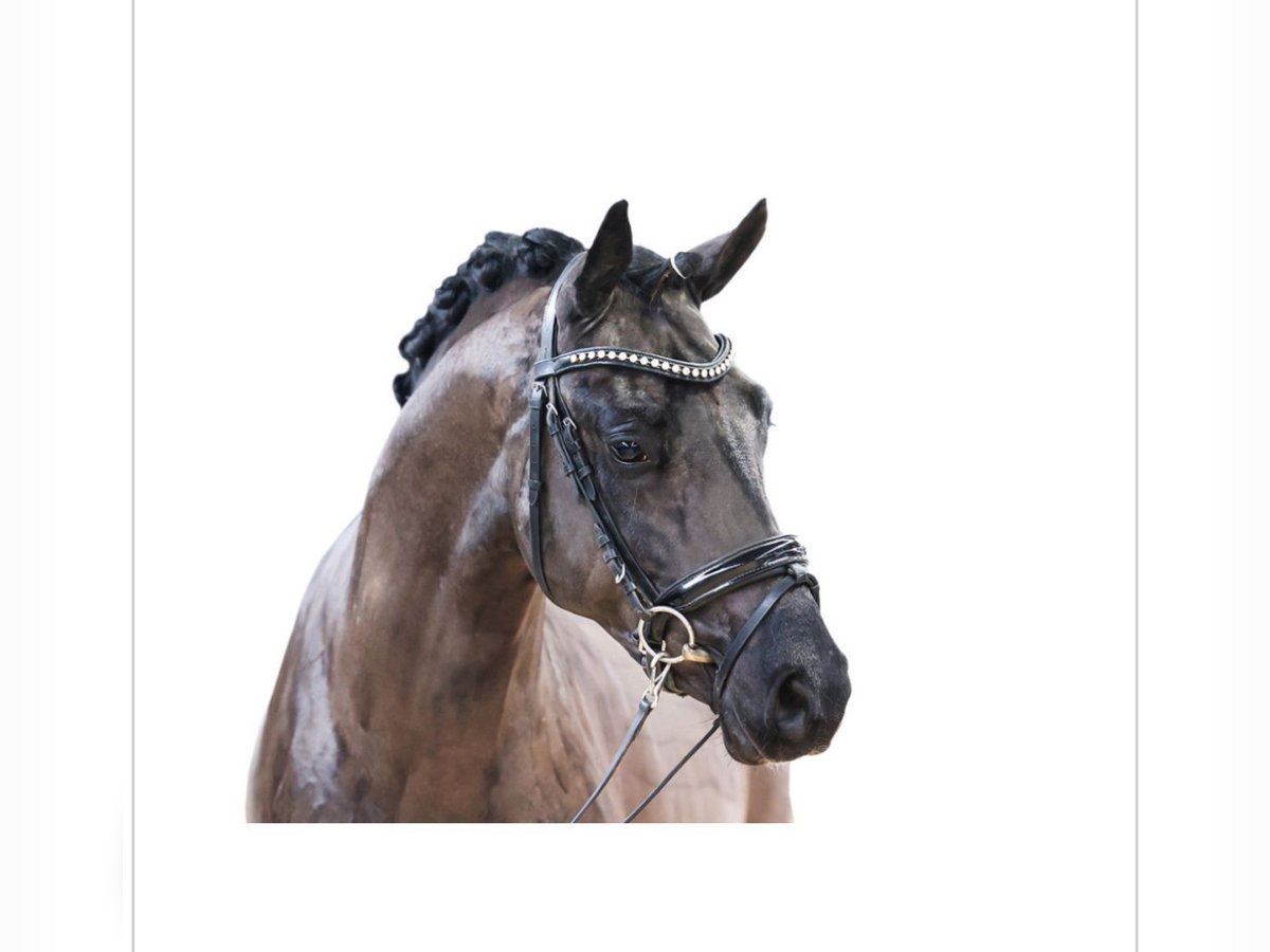 Poney de selle allemand Hongre 6 Ans 146 cm Noir in Winsen (Luhe)