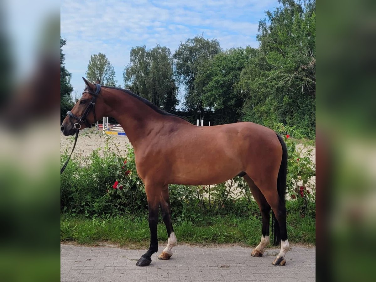 Poney de selle allemand Hongre 6 Ans 148 cm Bai in Sarstedt