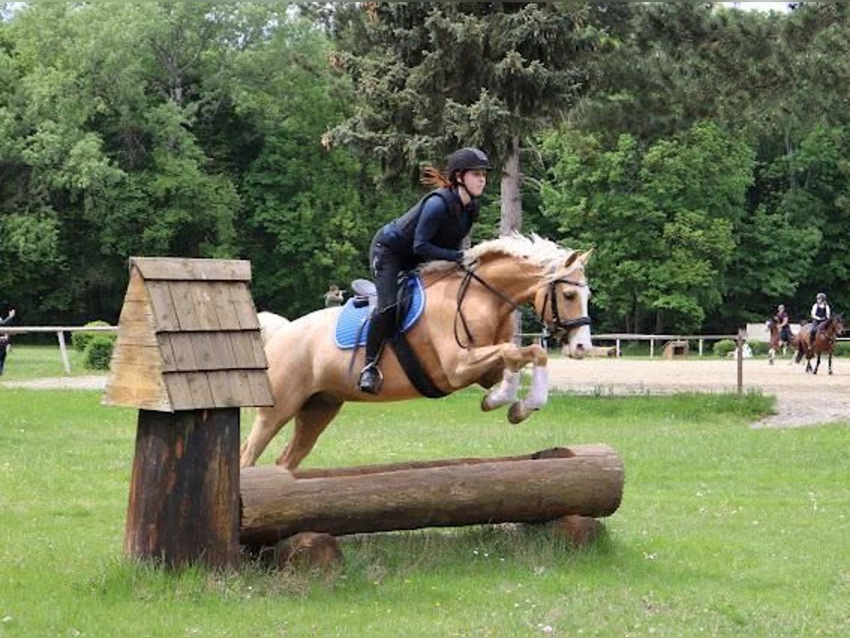 Poney de selle allemand Hongre 6 Ans 150 cm Palomino in Deutsch Brodersdorf