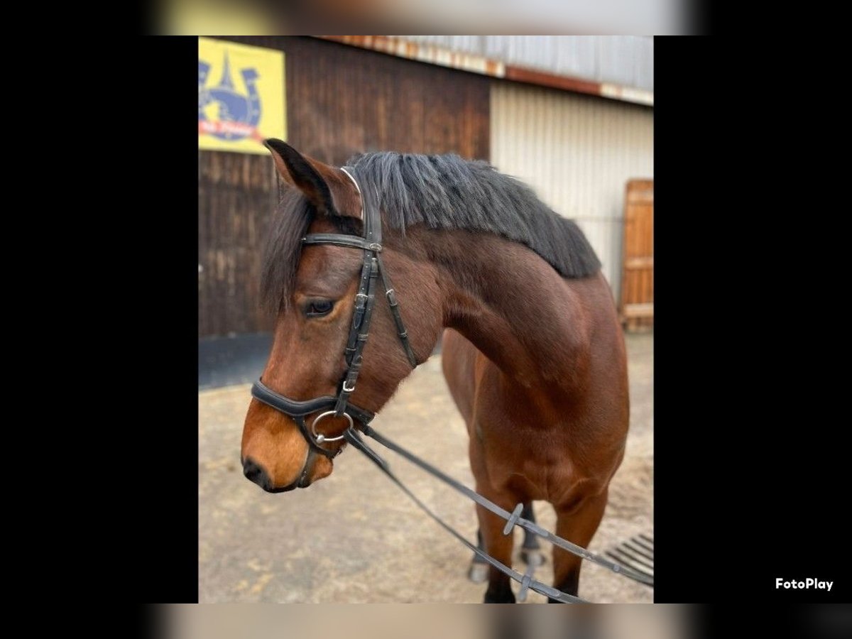 Poney de selle allemand Hongre 6 Ans 155 cm Bai in Südharz