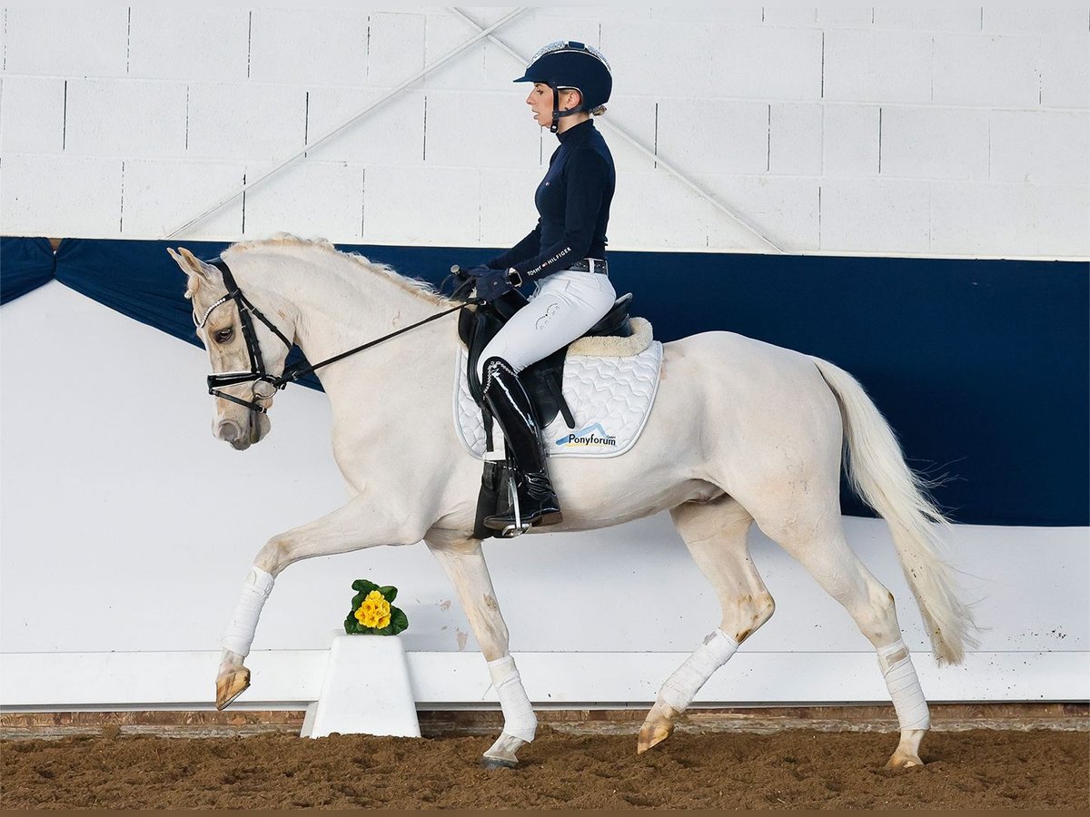 Poney de selle allemand Hongre 7 Ans 145 cm Palomino in Marsberg