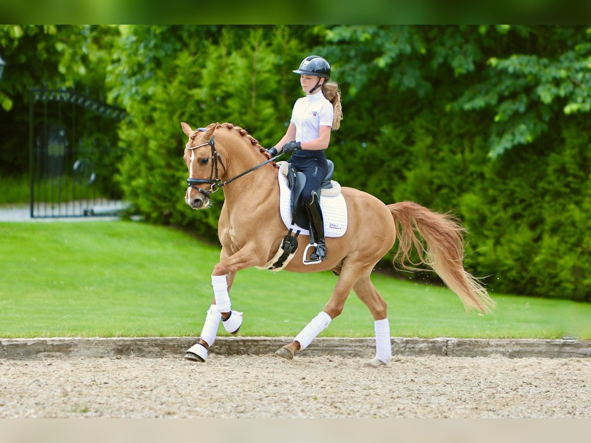 Poney de selle allemand Hongre 7 Ans 146 cm Alezan dun in Reher