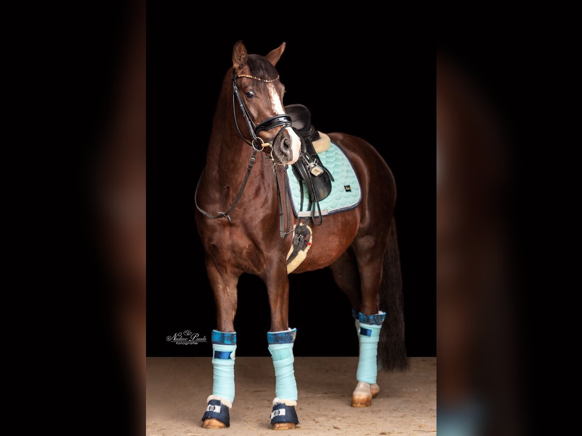 Poney de selle allemand Hongre 7 Ans 148 cm Alezan brûlé in Fellbach