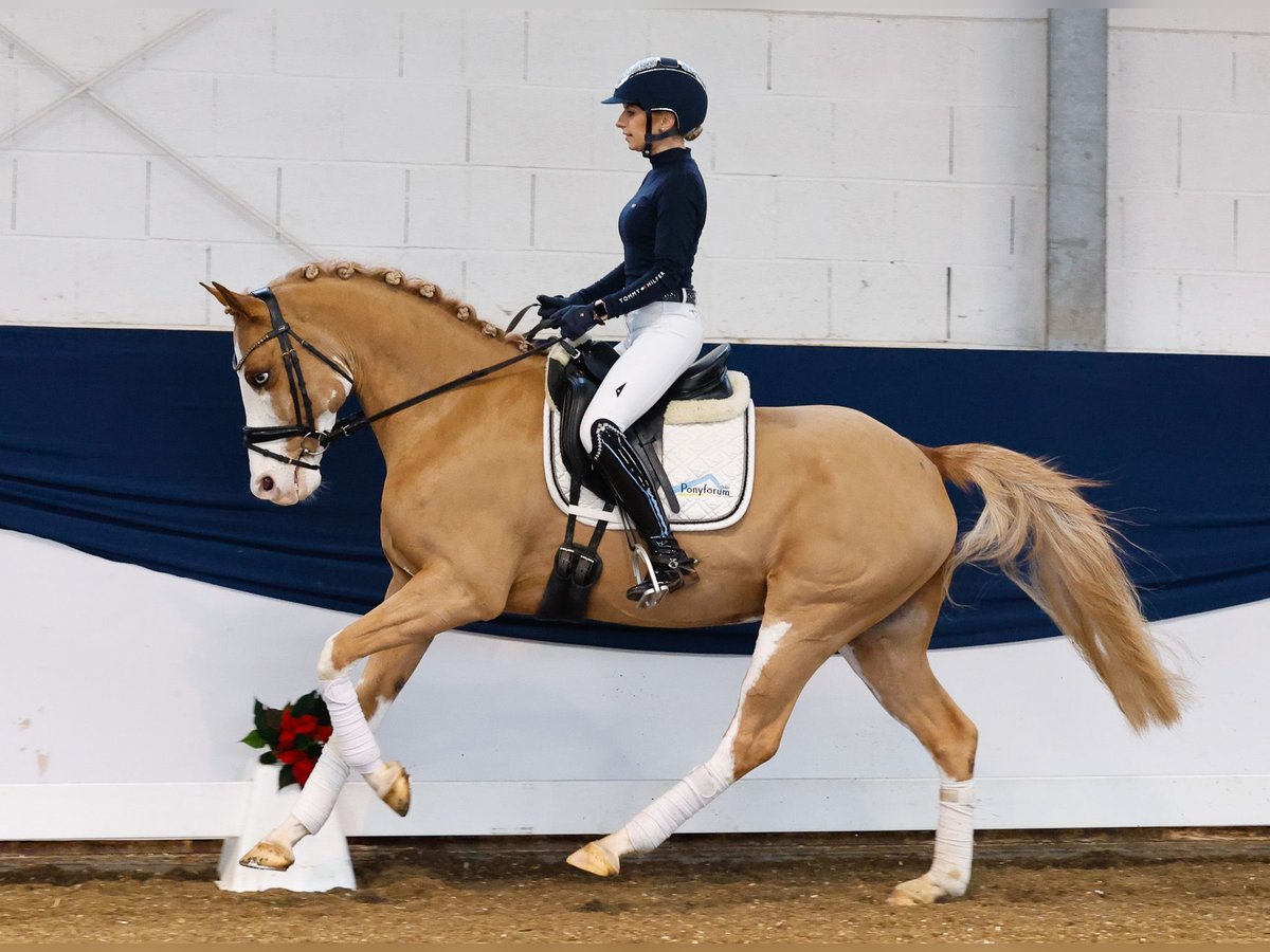 Poney de selle allemand Hongre 7 Ans 148 cm Alezan in Marsberg