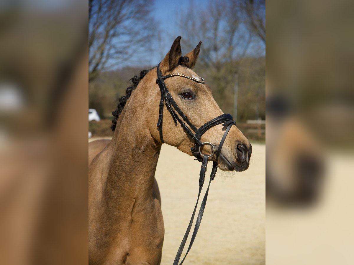 Poney de selle allemand Hongre 7 Ans 148 cm Buckskin in Wuppertal