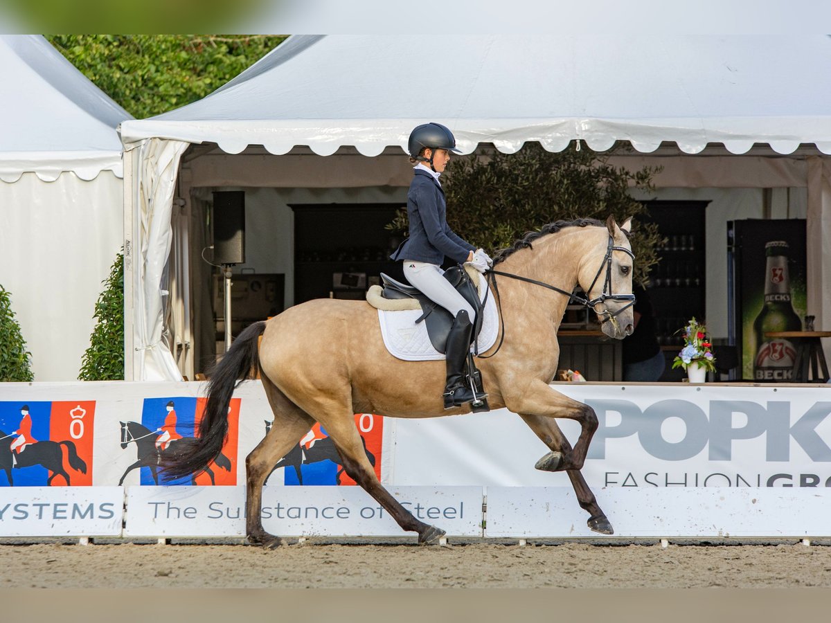 Poney de selle allemand Hongre 7 Ans 148 cm Isabelle in Langwedel