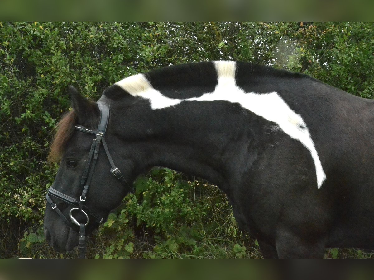 Poney de selle allemand Croisé Hongre 8 Ans 132 cm Pinto in W&#xFC;rzburg
