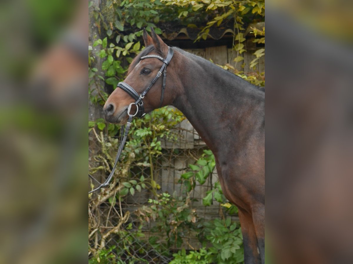 Poney de selle allemand Hongre 8 Ans 143 cm Bai in Würzburg