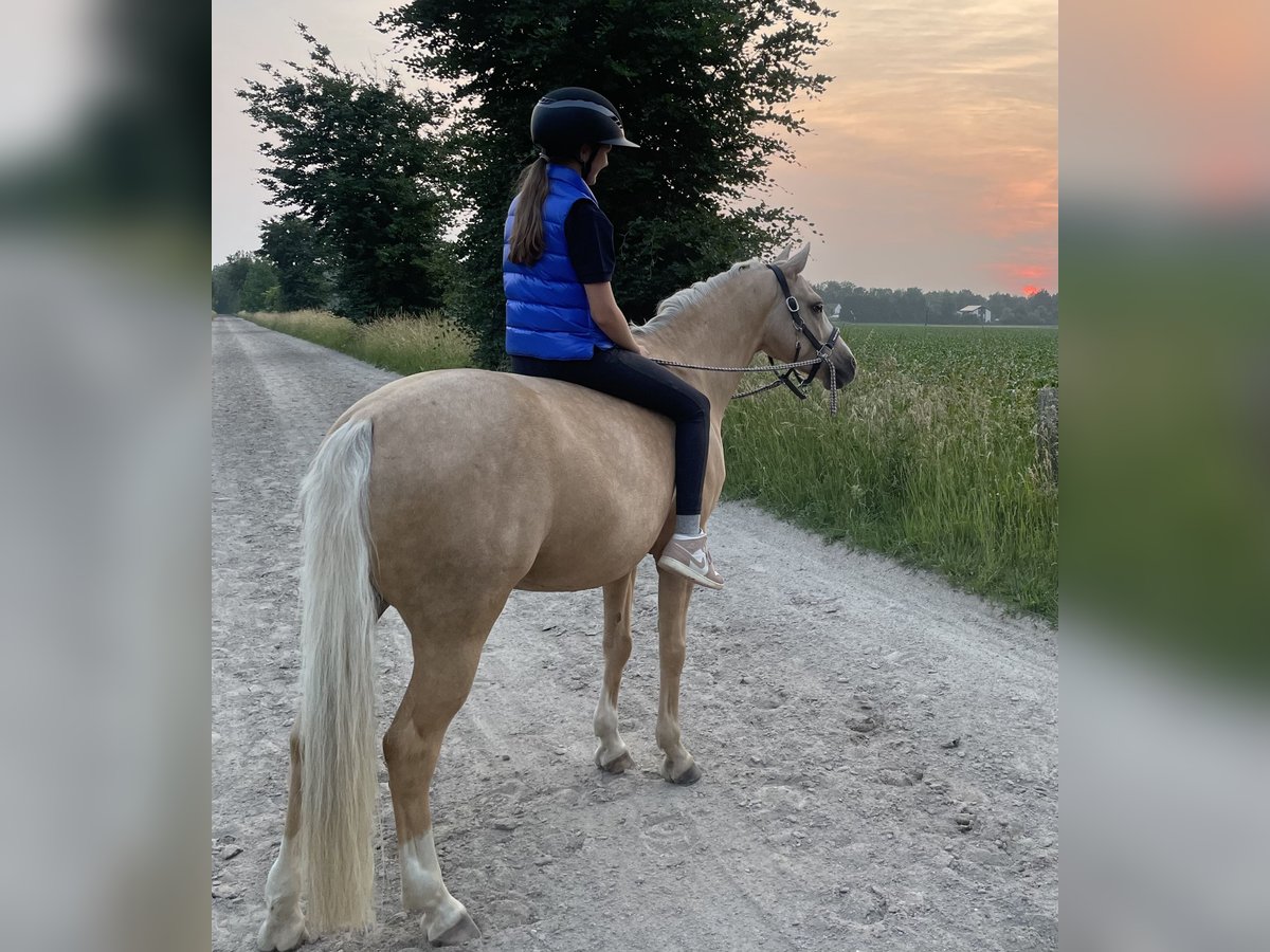 Poney de selle allemand Hongre 8 Ans 143 cm Palomino in M&#xFC;nchen