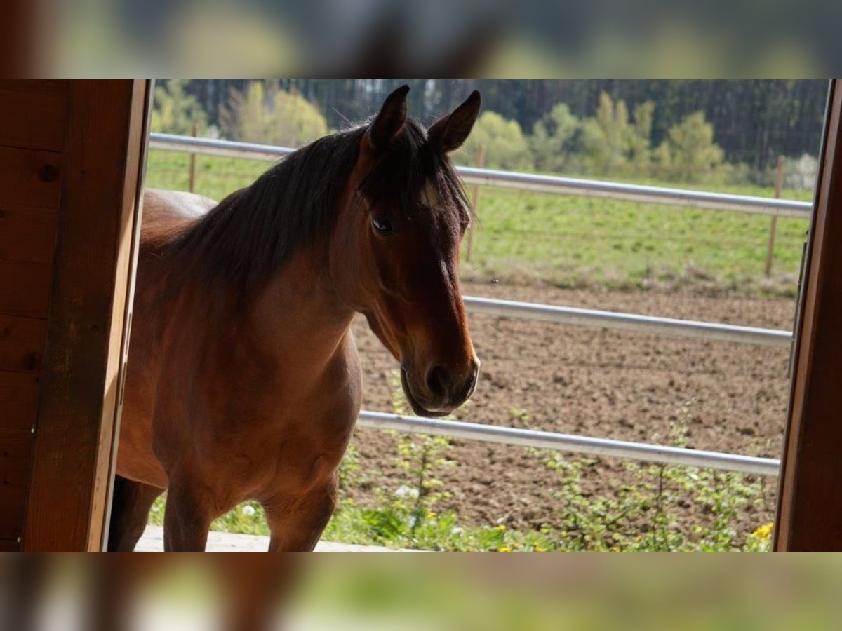 Poney de selle allemand Croisé Hongre 8 Ans 145 cm Bai in Gaienhofen