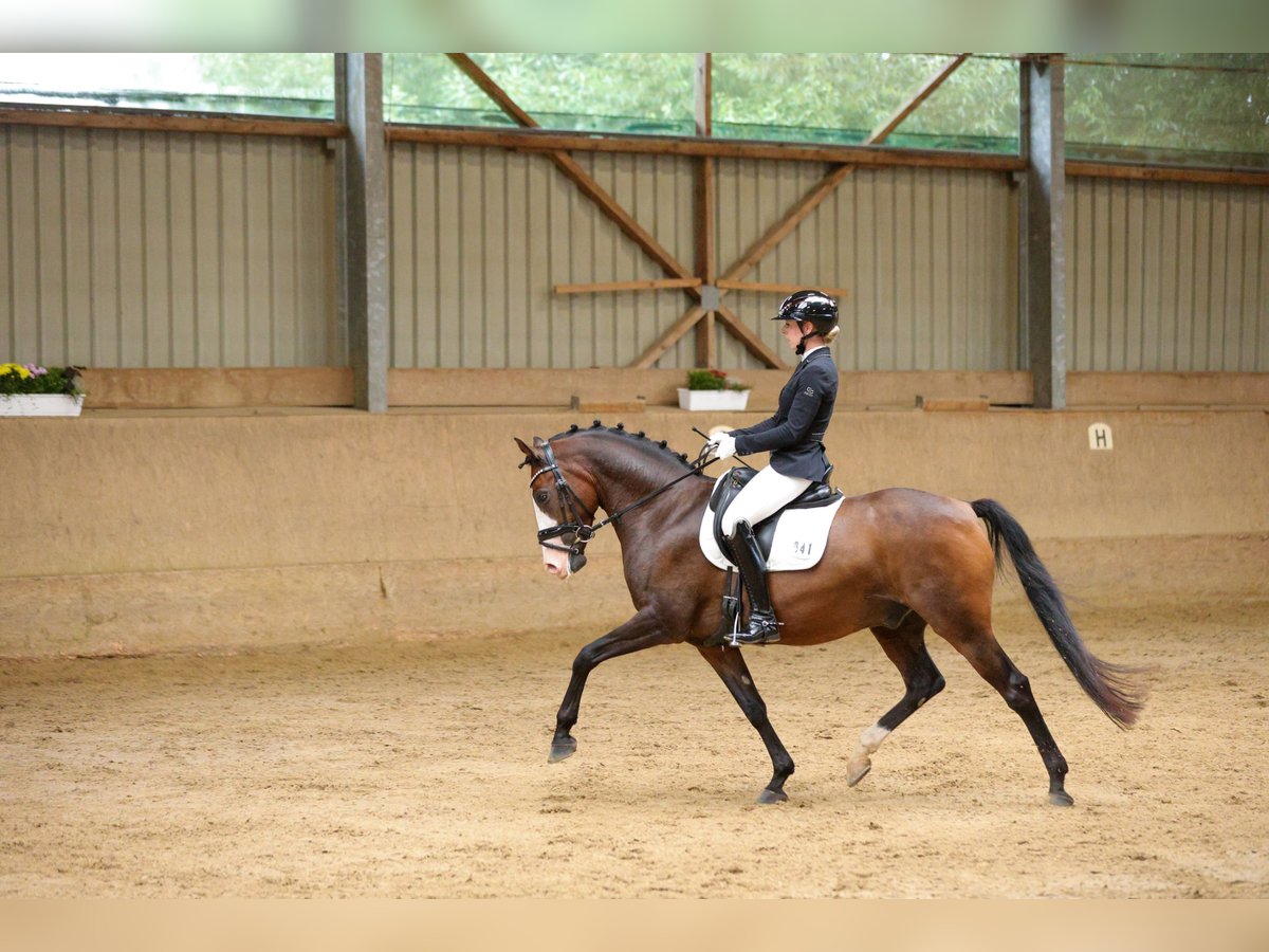 Poney de selle allemand Hongre 8 Ans 148 cm Bai in Petershagen