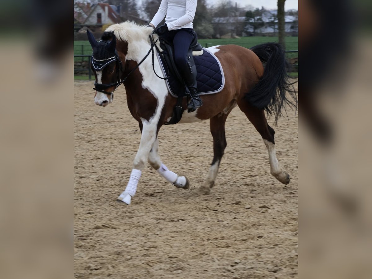 Poney de selle allemand Hongre 8 Ans 148 cm Pinto in Diedrichshagen