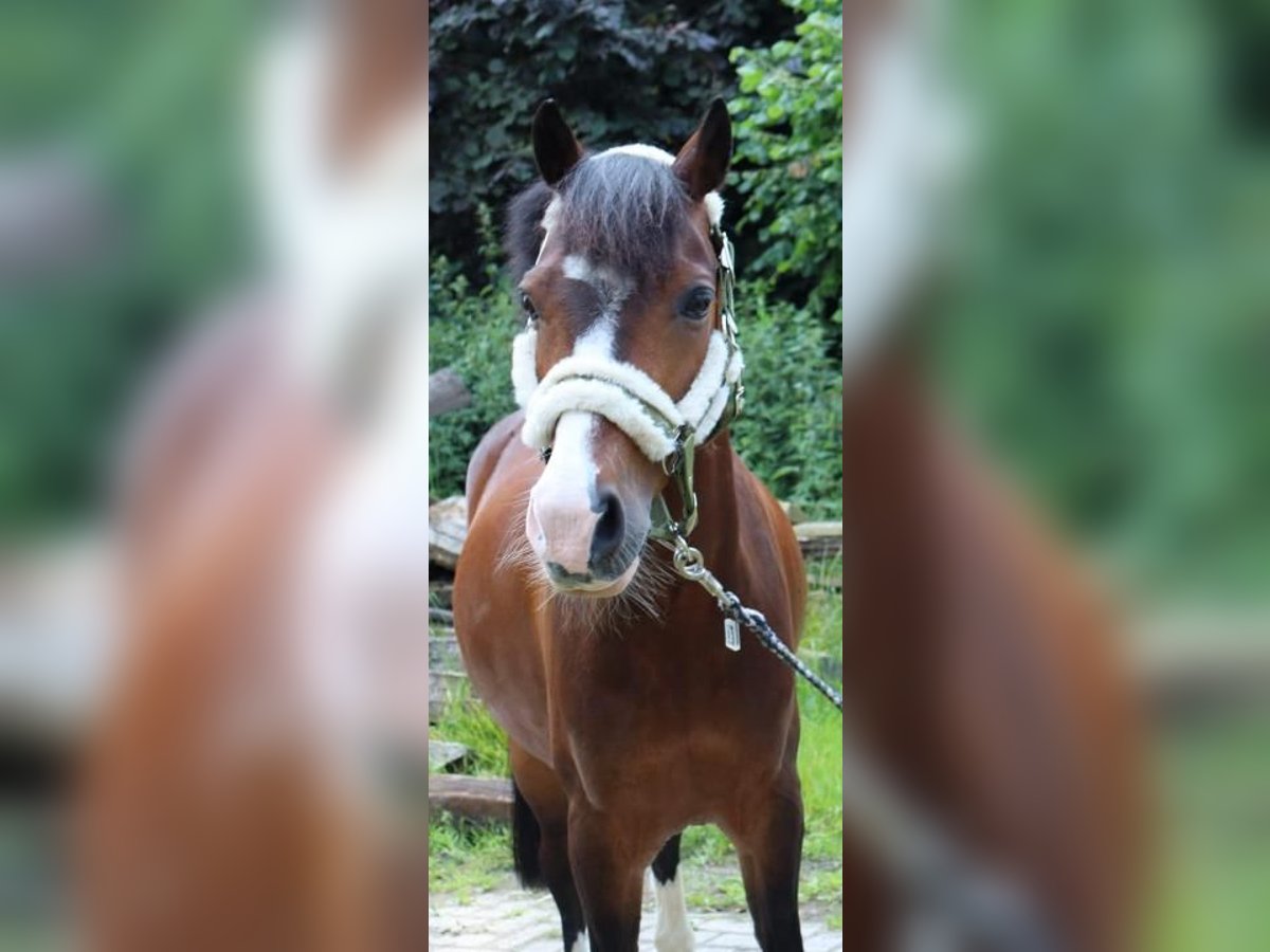 Poney de selle allemand Croisé Hongre 9 Ans 137 cm Bai in Salzbergen