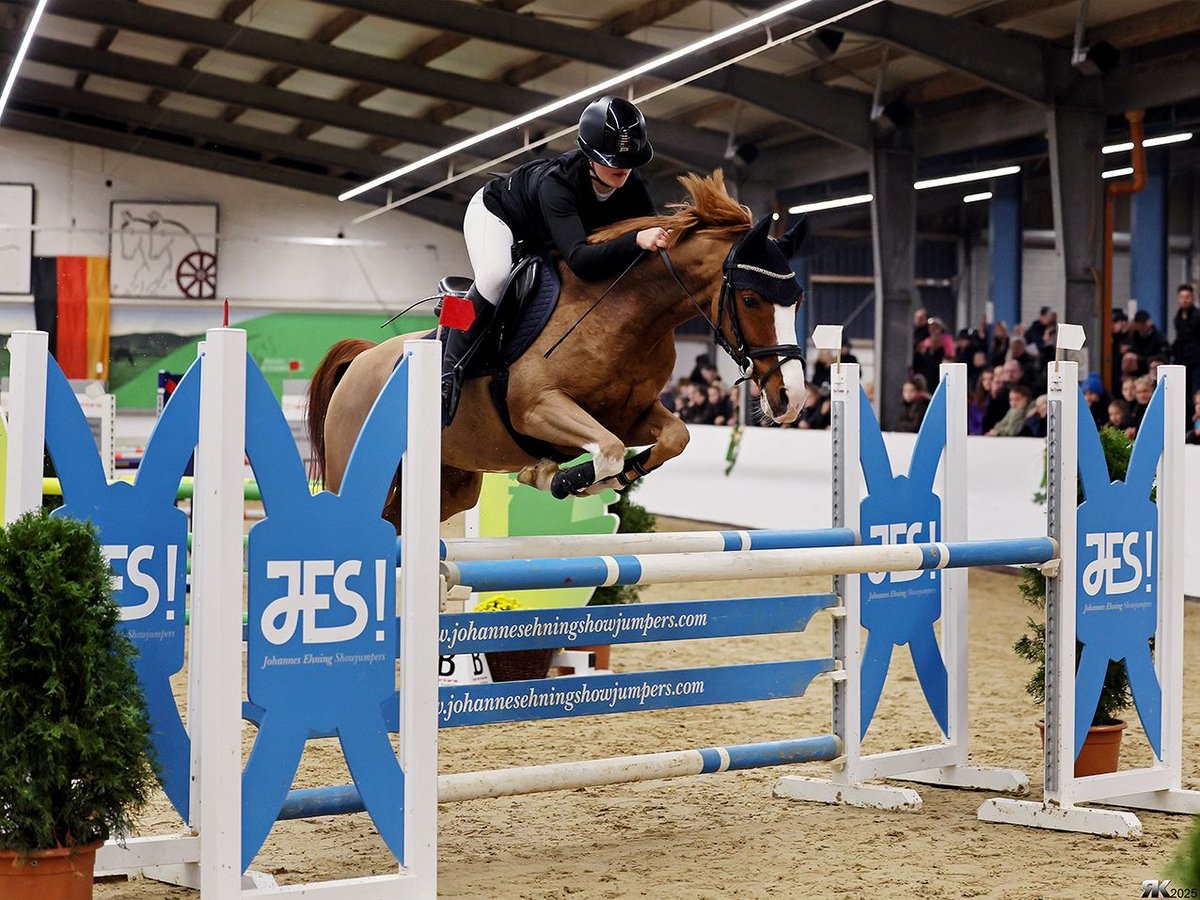 Poney de selle allemand Hongre 9 Ans 144 cm Alezan in Goch