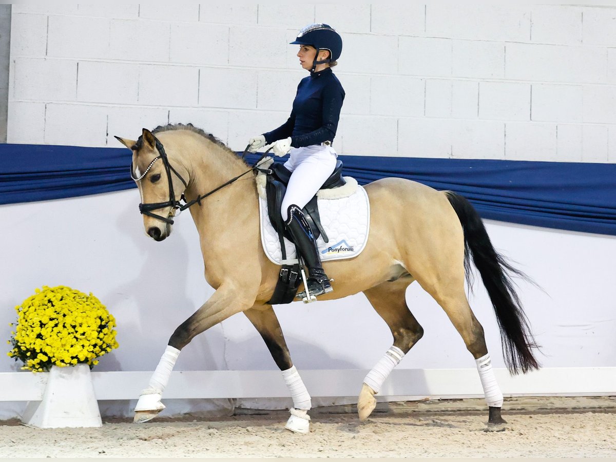 Poney de selle allemand Hongre 9 Ans 145 cm Isabelle in Marsberg