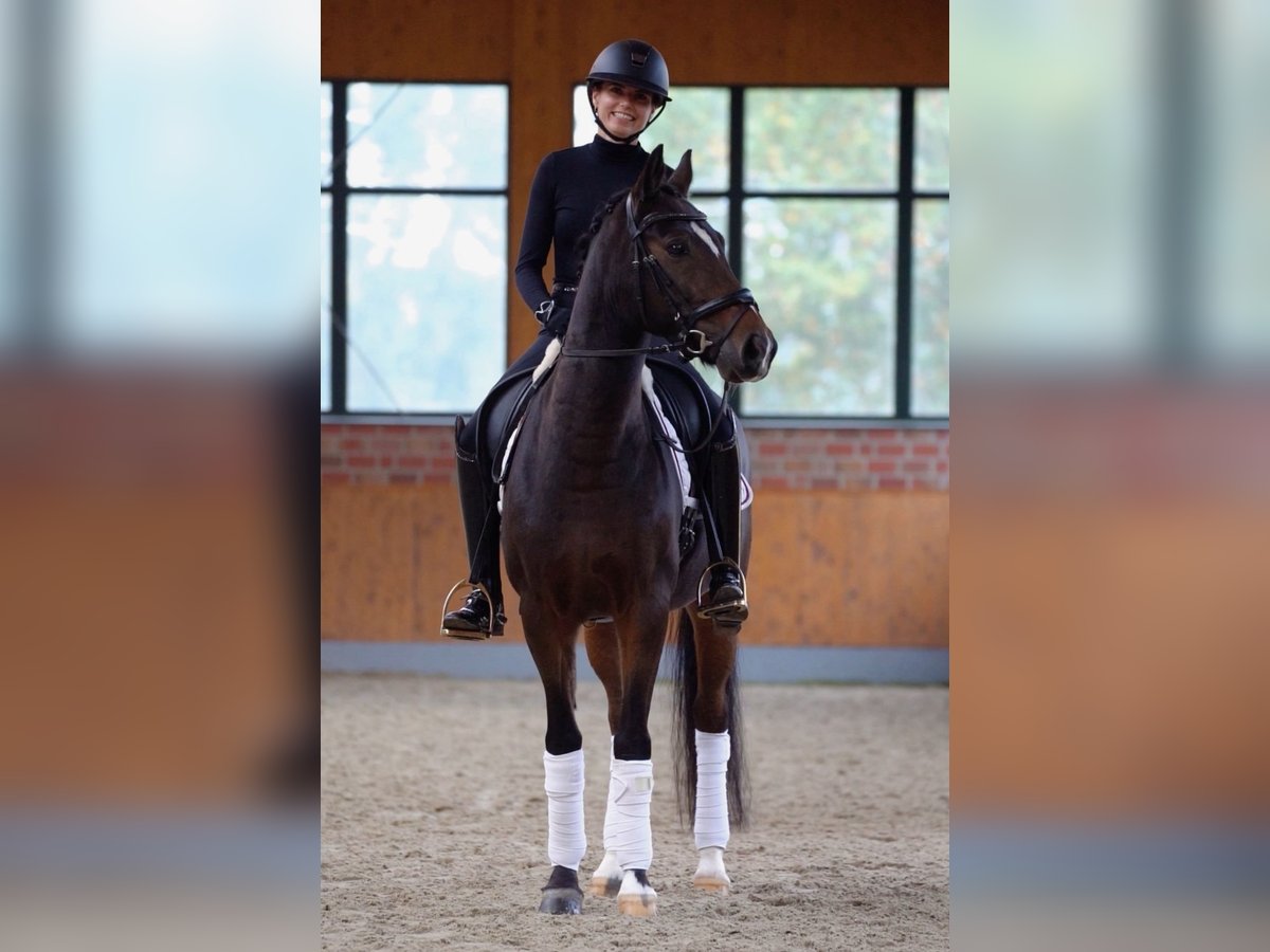 Poney de selle allemand Hongre 9 Ans 148 cm Bai in Horstmar