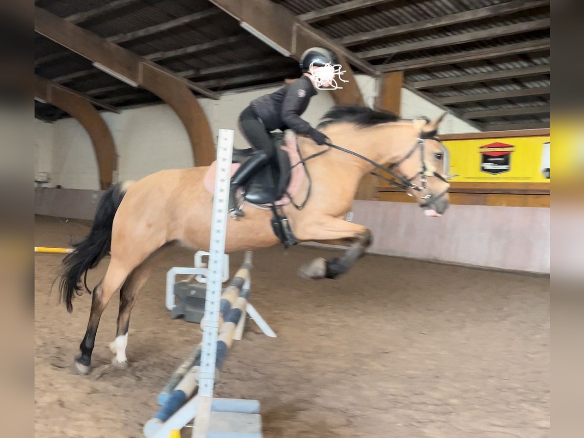 Poney de selle allemand Jument 10 Ans 146 cm Isabelle in Schenklengsfeld