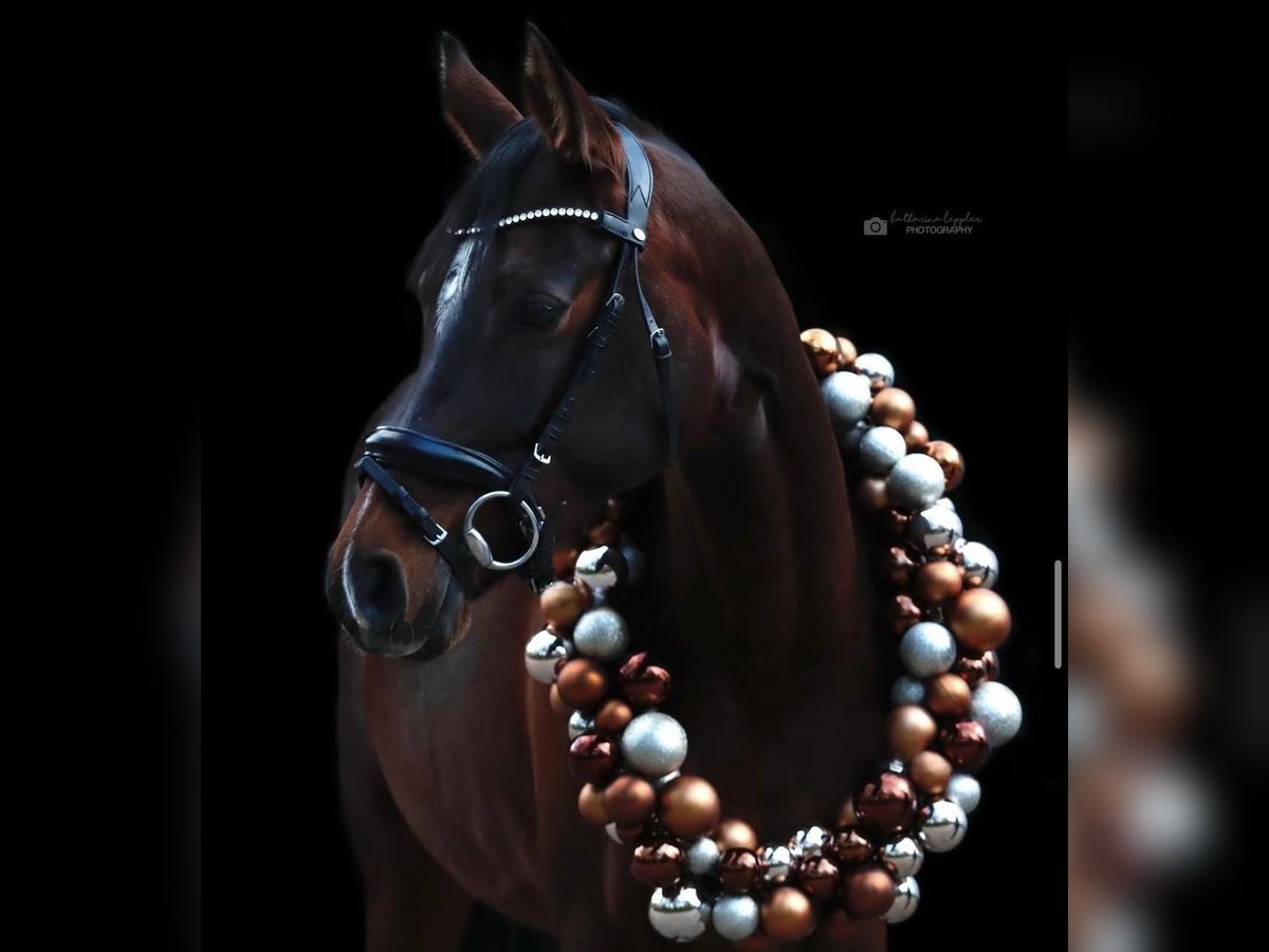 Poney de selle allemand Jument 10 Ans 148 cm Bai brun in Wetter (Ruhr)