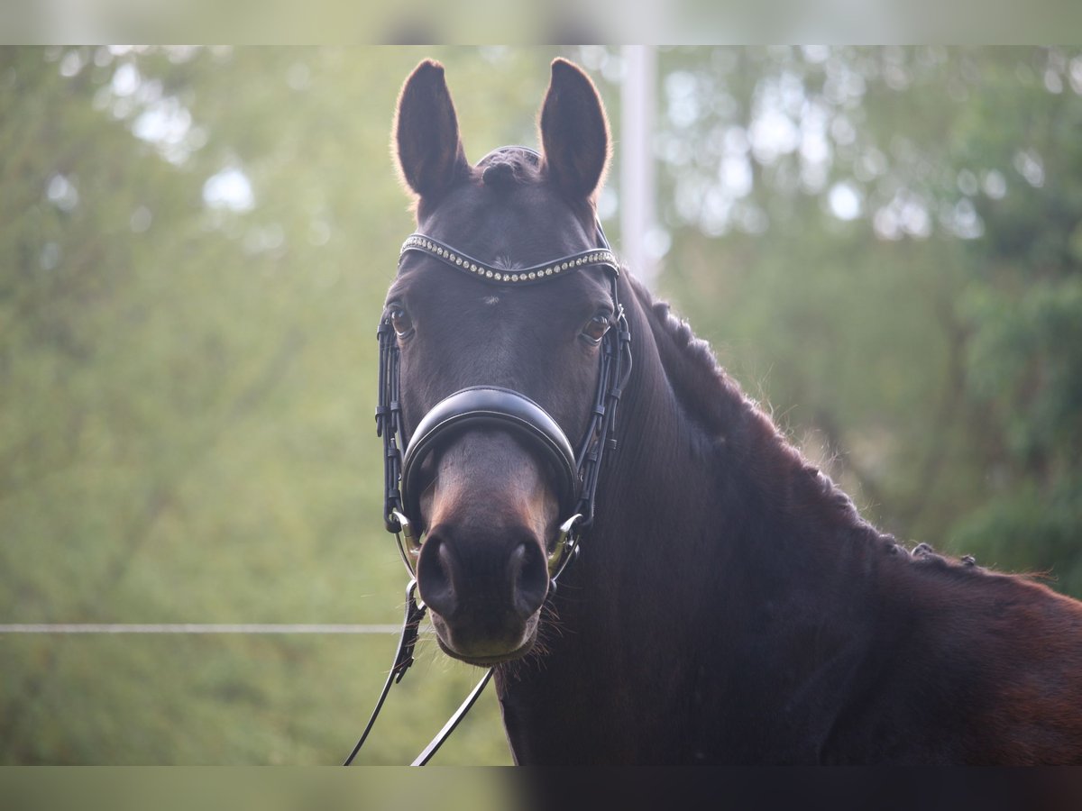 Poney de selle allemand Jument 10 Ans 148 cm Bai brun foncé in Bobitz