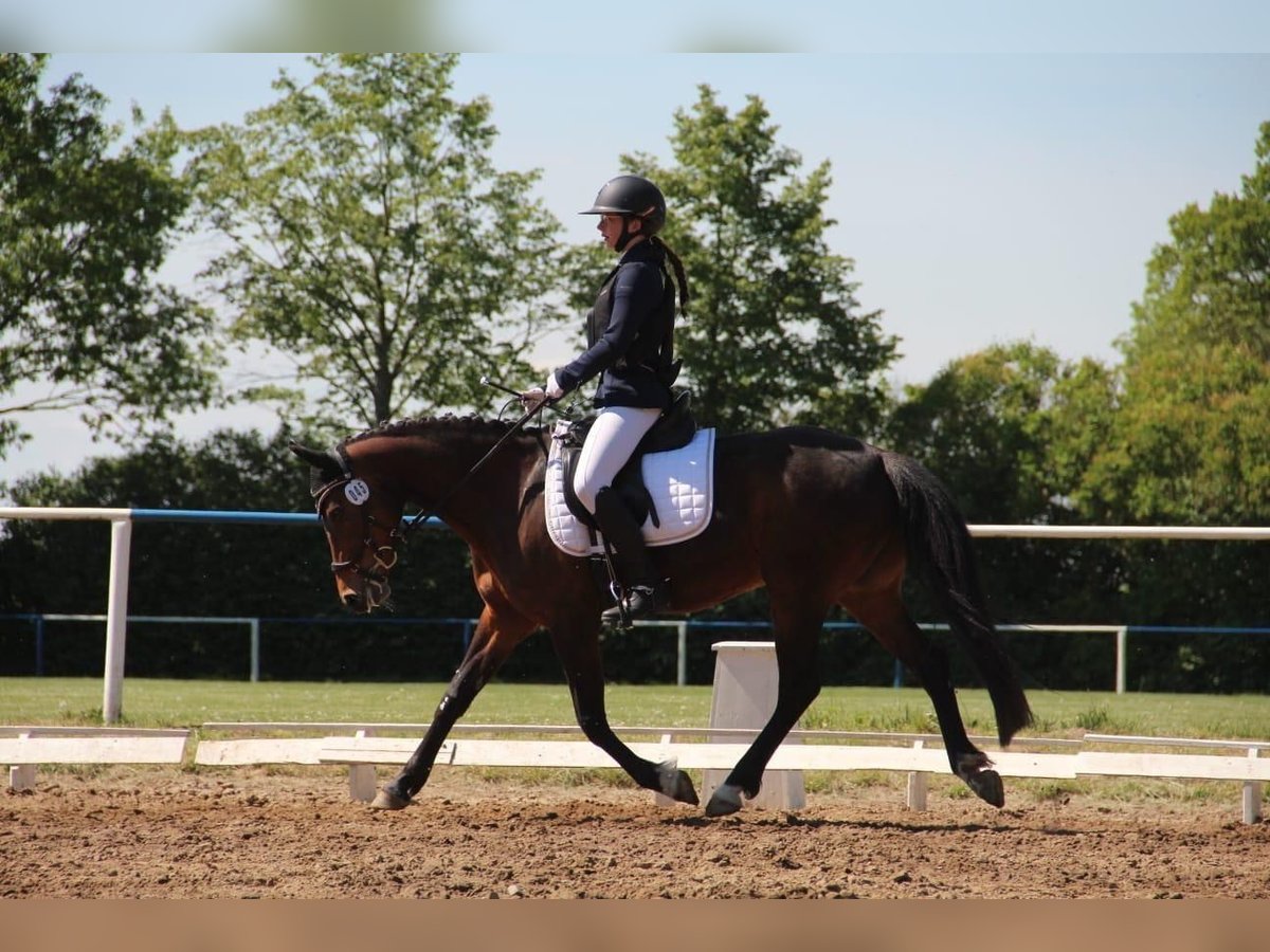 Poney de selle allemand Jument 12 Ans 144 cm Bai brun in Krackow