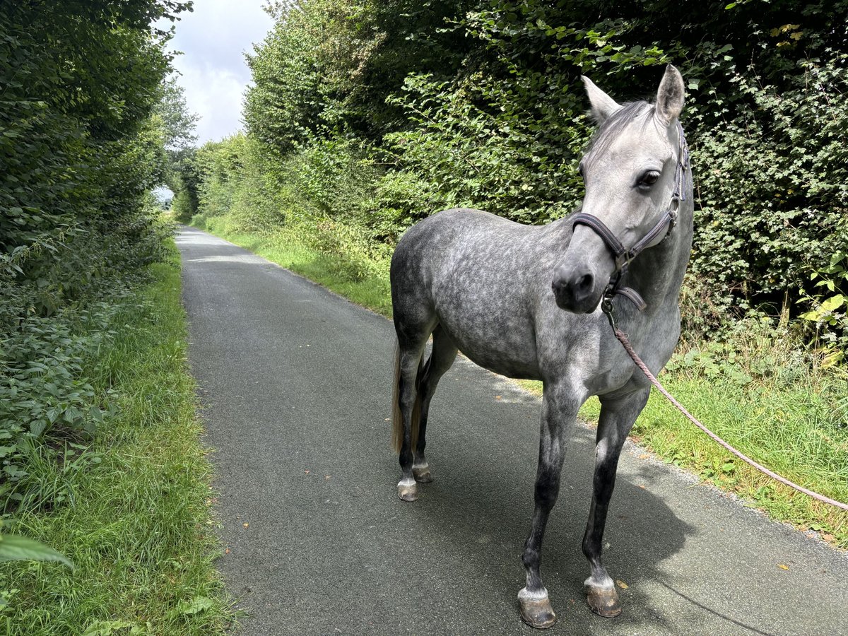 Poney de selle allemand Jument 12 Ans 148 cm Gris noir in Billerbeck