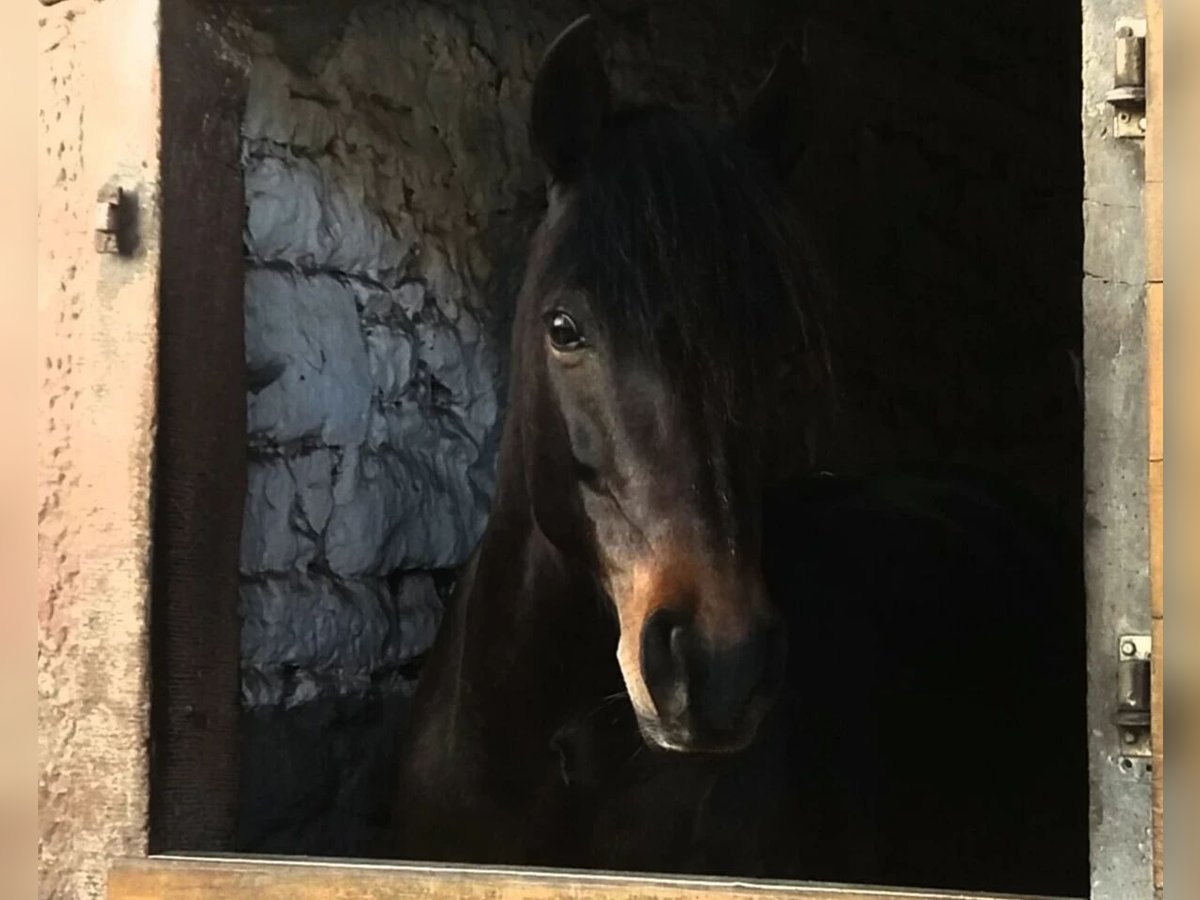 Poney de selle allemand Jument 13 Ans 143 cm Bai brun foncé in Brombachtal