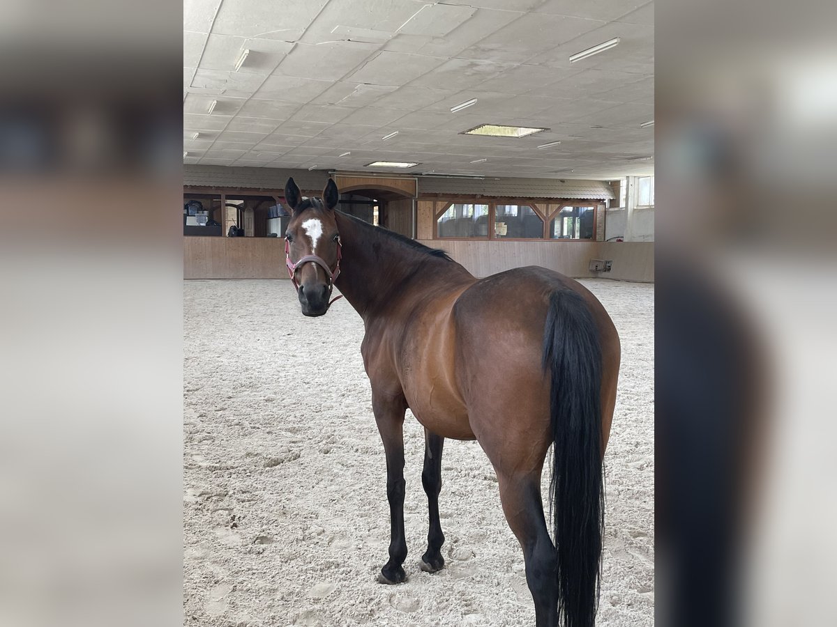 Poney de selle allemand Jument 13 Ans 143 cm Bai in Kolkwitz