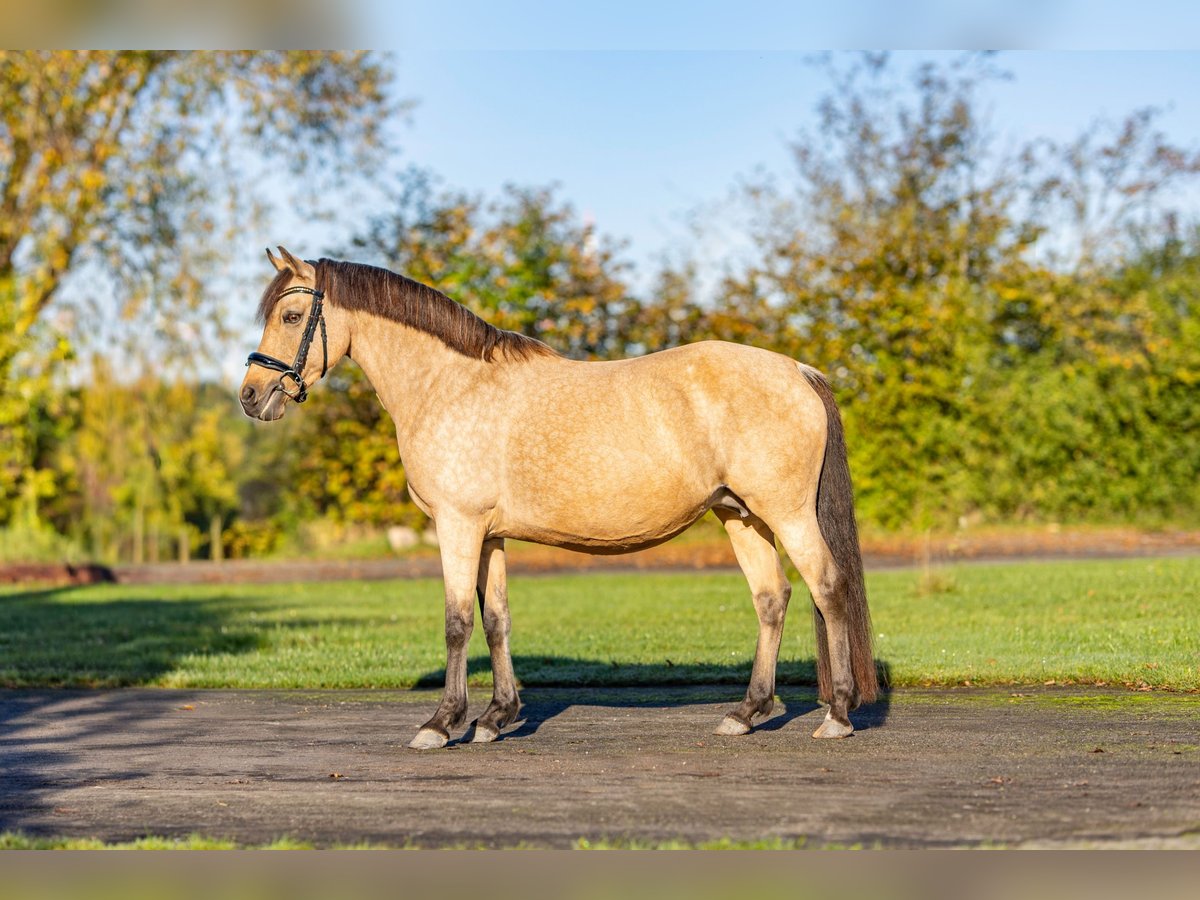 Poney de selle allemand Jument 13 Ans 144 cm Buckskin in Schortens Schoost Poney de selle allemand Jument 13 Ans 144 cm Buckskin in Schortens Schoost